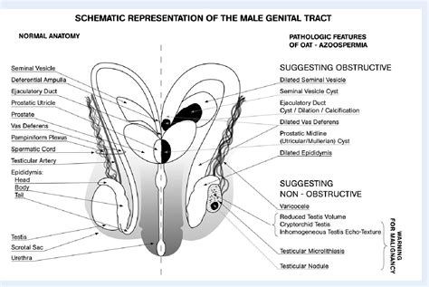 Category : Labeled photographs of human male genitalia